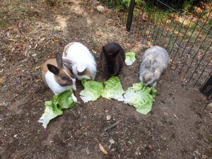 happy rabbits petsitting in Zürich