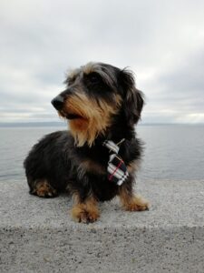 happy dog petsitting in Zürich
