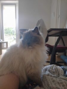 happy cat petsitting in Zürich