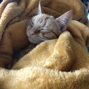 happy cat petsitting in Zürich