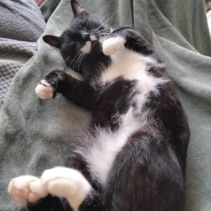 happy cat petsitting in Zürich