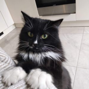 happy cat petsitting in Zürich