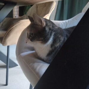 happy cat petsitting in Zürich