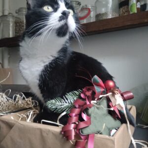 happy cat petsitting in Zürich