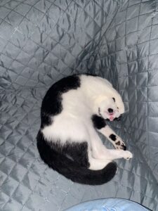 happy cat petsitting in Zürich