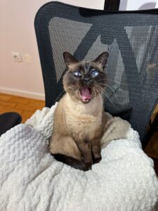 happy cat petsitting in Zürich