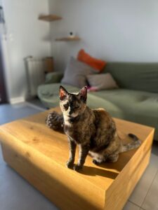 happy cat petsitting in Zürich