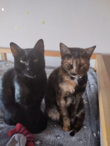 happy cats petsitting in Zürich