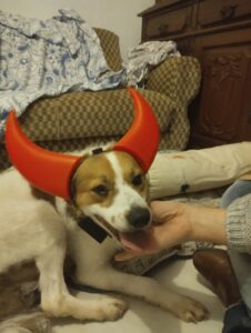 happy dog petsitting in Zürich