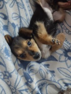 happy dog petsitting in Zürich