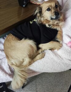 happy dog petsitting in Zürich